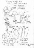 Inocybe chelanensis image