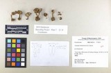 Inocybe chelanensis image