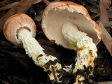 Austroboletus occidentalis image