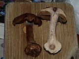 Cortinarius fuligineofolius image