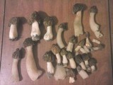 Morchella punctipes image