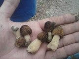 Morchella punctipes image