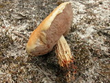 Image of Austroboletus asper