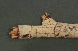 Melzericium udicola image