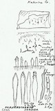 Phanerochaete sordida image