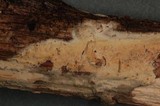 Phanerochaete sordida image