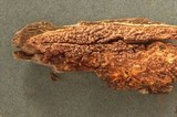 Pirex concentricus image