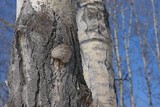 Phellinus tremulae image