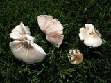 Pluteus petasatus image