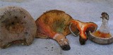 Lactarius quieticolor image