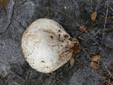 Calvatia pachyderma image