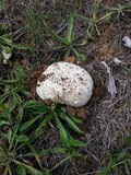 Calvatia pachyderma image