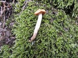 Hygrophorus nemoreus image
