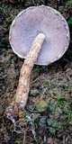 Austroboletus lacunosus image