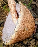 Austroboletus lacunosus image
