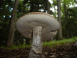 Leccinum aurantiacum image