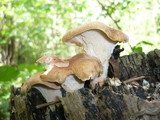 Neolentinus schaefferi image