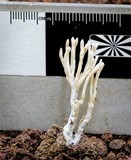 Clavulina subrugosa image