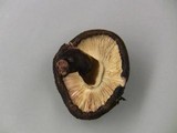 Leucoagaricus cupresseus image