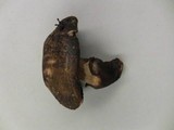 Leucoagaricus cupresseus image