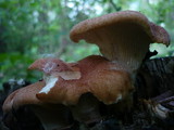 Neolentinus schaefferi image