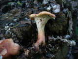 Neolentinus schaefferi image