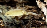 Simocybe centunculus var. centunculus image