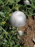 Panaeolus antillarum image