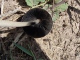 Panaeolus antillarum image