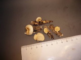 Neofavolus suavissimus image