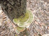 Trametes gibbosa image