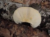 Trametes gibbosa image