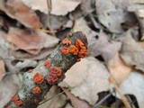 Peniophora rufa image