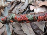 Peniophora rufa image