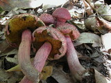 Boletellus emodensis image