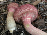 Boletellus emodensis image