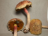 Boletellus emodensis image