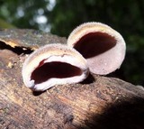Auricularia nigricans image