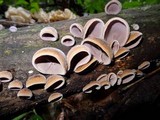 Auricularia nigricans image