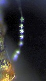 Gonatobotrys simplex image