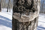 Phellinus tremulae image