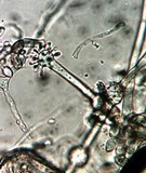 Gonatobotrys simplex image