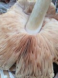 Pluteus petasatus image