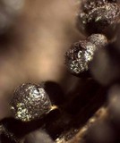 Badhamia delicatula image