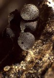 Badhamia delicatula image