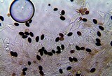Panaeolus fimicola image