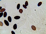 Panaeolus fimicola image