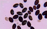 Panaeolus fimicola image