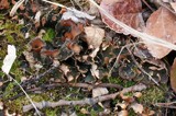 Peltigera horizontalis image