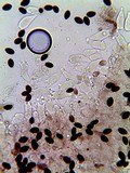 Panaeolus fimicola image